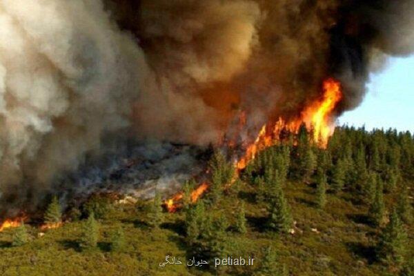 کاهش 99 درصدی آتشسوزی در مناطق حفاظت شده تهران